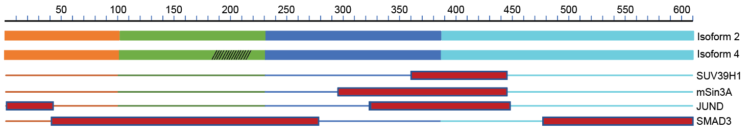Diagram of MENIN isoforms 1 to 4 and the regions where they interact with partner proteins SUV39H1, mSin3A, JUND and SMAD3.