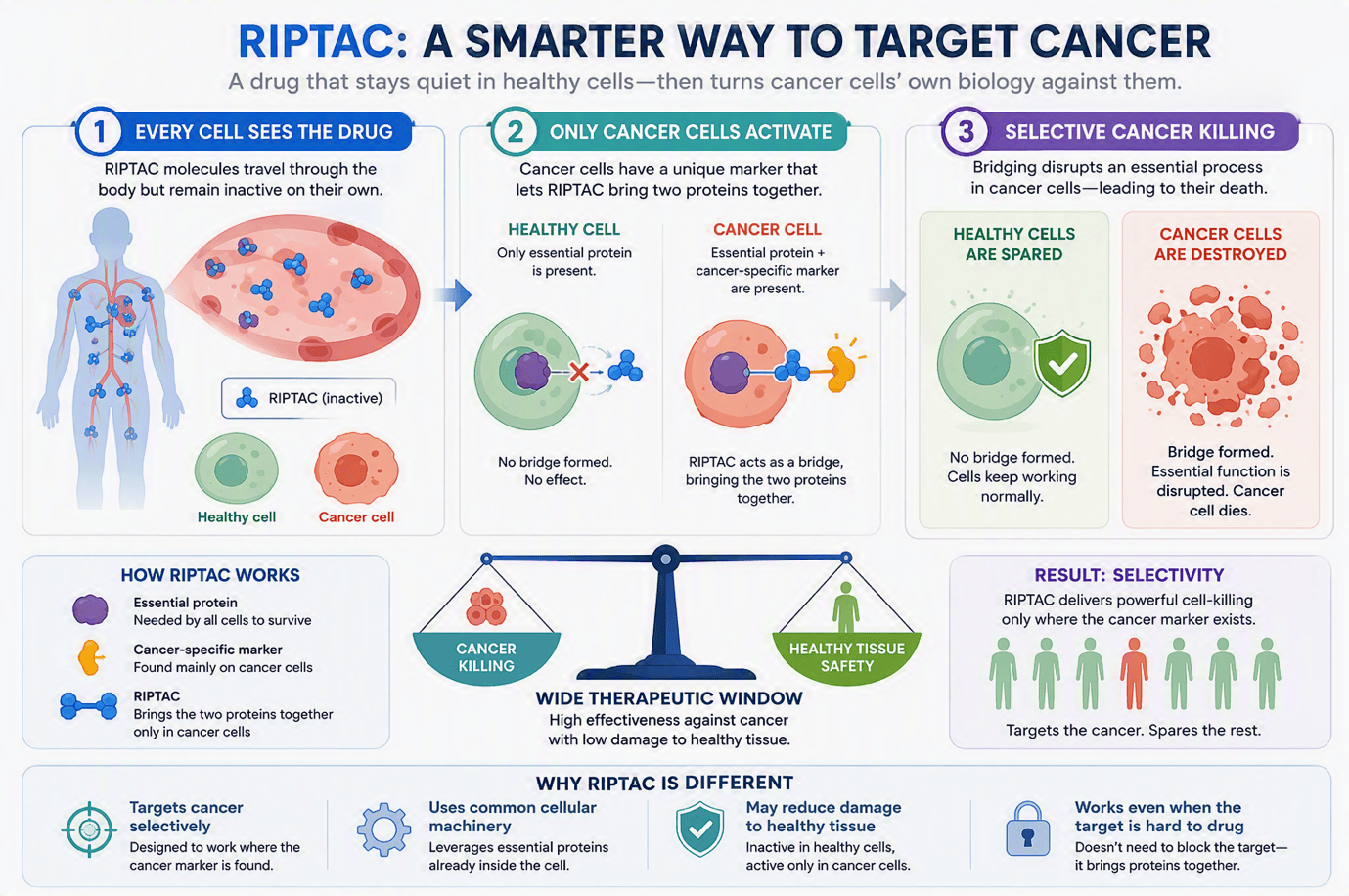 Infographic titled 'RIPTAC: a smarter way to target cancer'. RIPTAC molecules travel through the body but stay inactive in healthy cells; in cancer cells a cancer-specific marker lets the molecule bridge two proteins, disrupting an essential process so the cancer cell dies while healthy cells are spared.